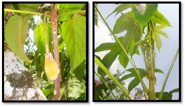 daun kepayang